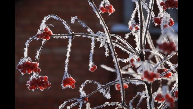 ''Рябина черная'' - Алена Петровская смотреть онлайн