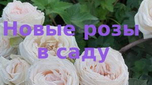Цветение роз - новинок. Лучший саженец и откуда он.