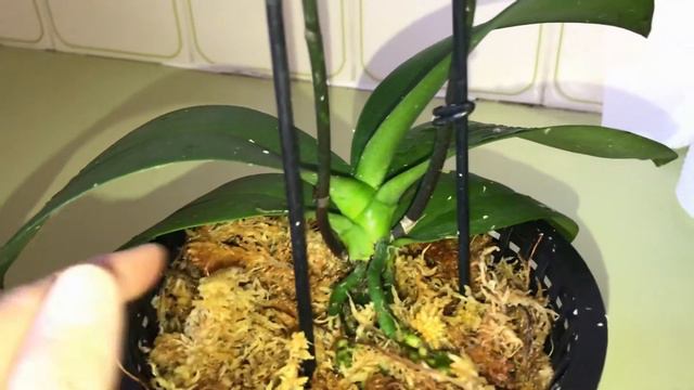 Miniature Phalaenopsis Orchid After Transfering to New orchid Pot смотреть онлайн