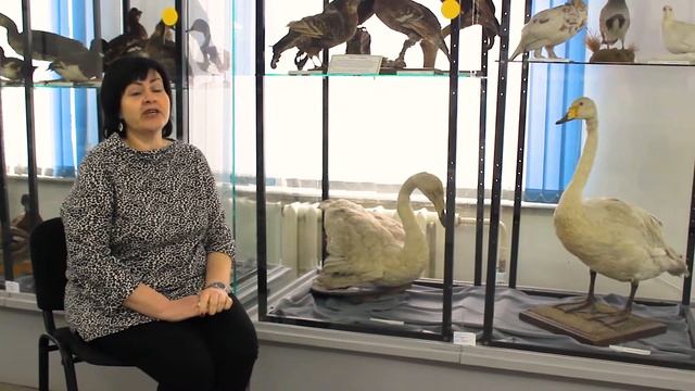 Флора и фауна Курганской области. Лебедь-кликун.