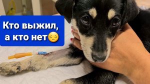 2 часть. Боримся с энтеритом, все ли выжили?! ДО КОНЦА