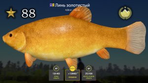 ✮ оз. Медвежье ✮ Линь золотистый ✮ Русская рыбалка 4 ✮