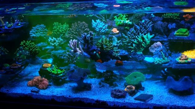 Reef energy ab+ смотреть онлайн