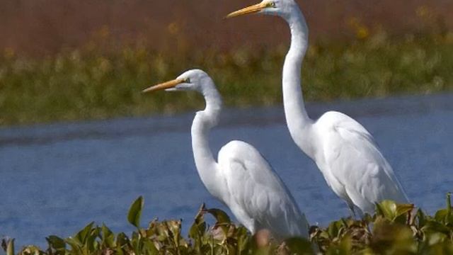 Караоке для детей Цапля за цаплей смотреть онлайн