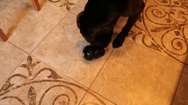 Развивающие игрушки. Конги