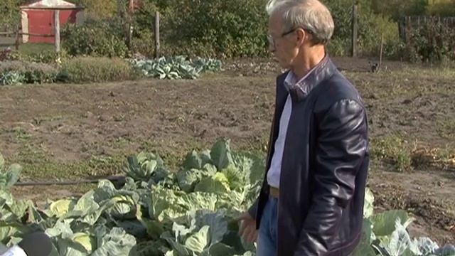 Наша дача Подготовка капусты к уборке смотреть онлайн