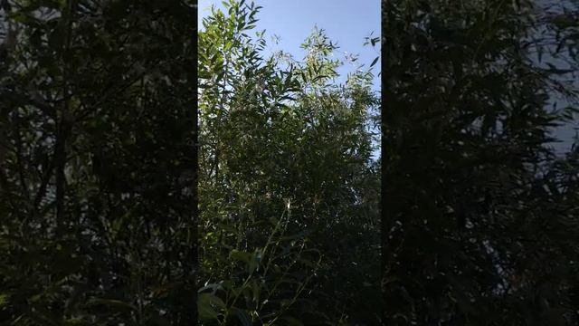 Русская колыбельная над Хольмгардом на берегу Волхова, где была норвежская церковь. смотреть онлайн