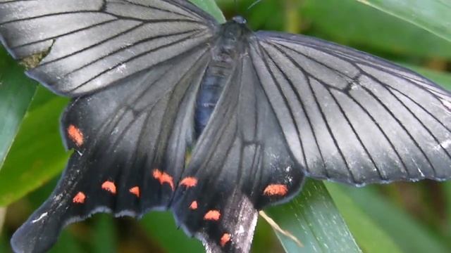 アゲハモドキ本土亜種 Epicopeia hainesii hainesii смотреть онлайн