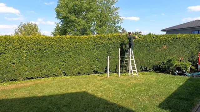 Trimming a large hedge of Thuja смотреть онлайн