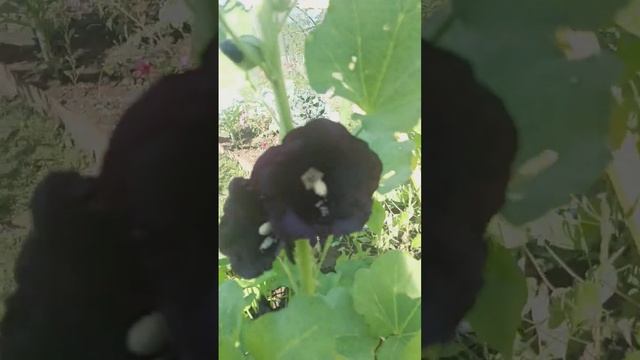 Чёрная мальва смотреть онлайн