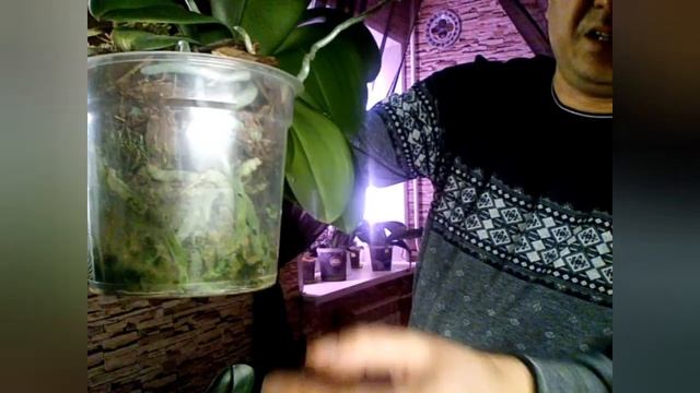 Орхидеи/Какой должен быть грунт для орхидей смотреть онлайн