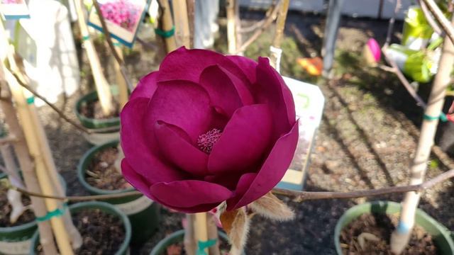 Black Magnolia-Spring Flower смотреть онлайн