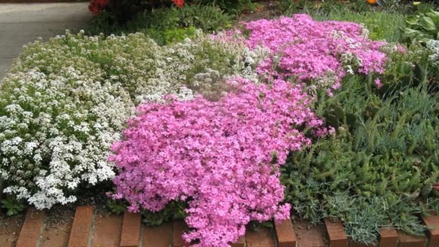 Флоксы на клумбе в саду смотреть онлайн