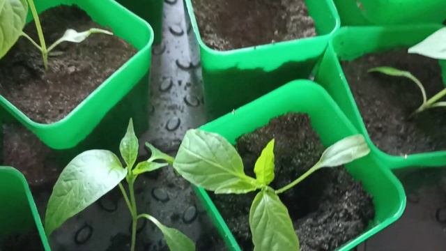 ПИКИРОВКА ОСТРОГО ПЕРЦА. КАК НЕ ЗАПУТАТЬСЯ В ОСТРОМ И СЛАДКОМ И ПОСАДИТЬ ПО ОТДЕЛЬНОСТИ-Я ДЕЛАЮ ТАК