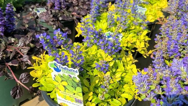 Ajuga Feather Friends™Collection//?Exciting NEW Introductions! Color, Color And Even MORE Color!