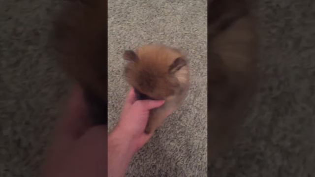 Померанский шпиц освоился в первый день смотреть онлайн