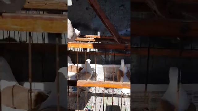 Мичуринская чайка ( часть2) смотреть онлайн