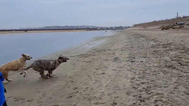 Irish Wolfhounds Chases at Beach смотреть онлайн