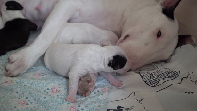 Щенки бультерьера от Ральфа и Аськи. Два белых кобеля смотреть онлайн