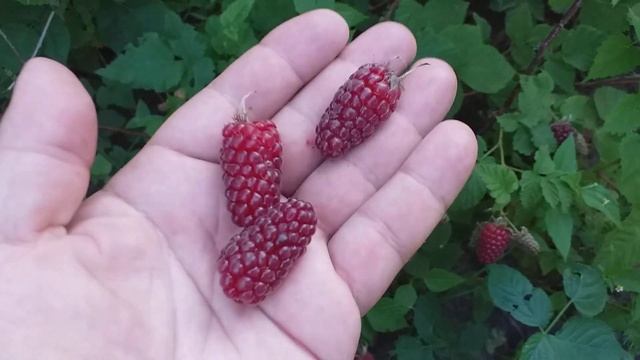 Ежемалина сорт Тайберри Медана смотреть онлайн
