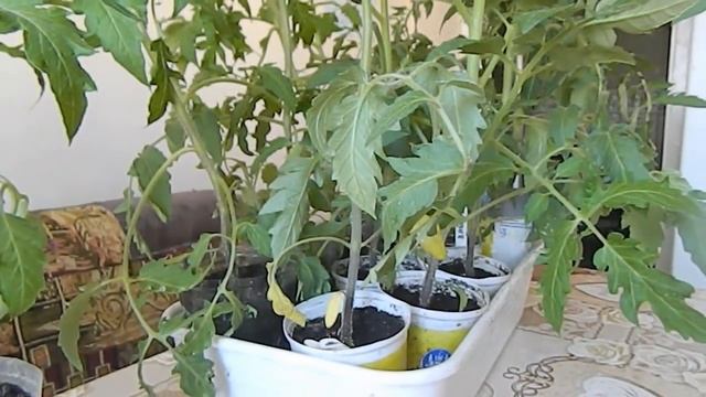 Простой секрет Чтобы рассада томатов не вытягивалась смотреть онлайн