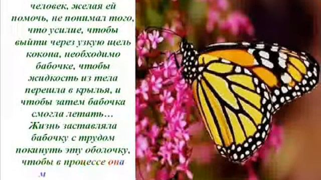 Урок бабочки Как добиться Успеха! смотреть онлайн
