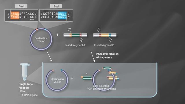 Golden Gate Assembly Workflow смотреть онлайн