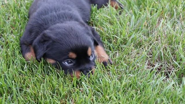 Щенки ротвейлера | Rottweiler puppies смотреть онлайн