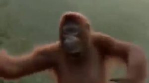 Обезьяна чи чи чи