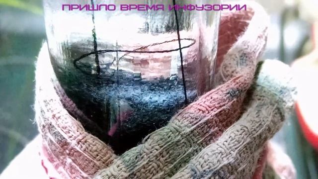 Апистограмма Рамирези Голд / Икра-личинка-малёк / Первые 10 дней смотреть онлайн