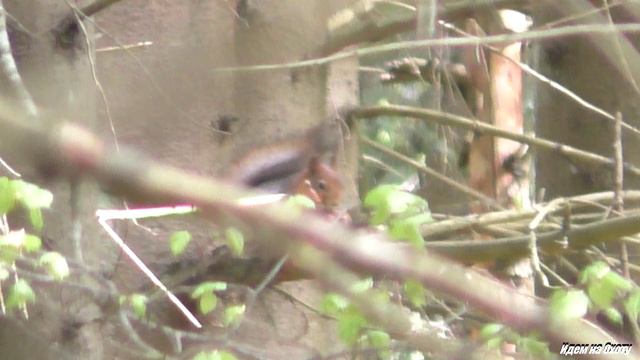 Белка смотреть онлайн