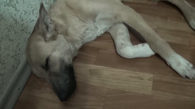 Новый питомец, Альма. смотреть онлайн