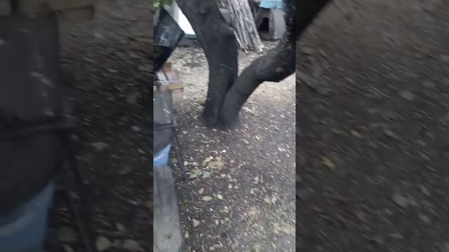 Работа корморезки из болгарки смотреть онлайн