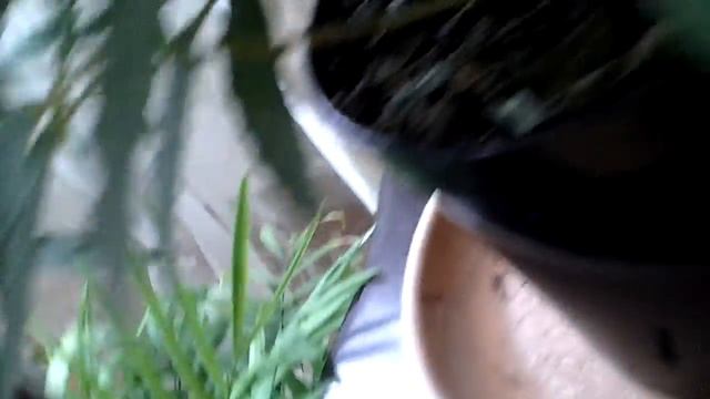 Росянка растение