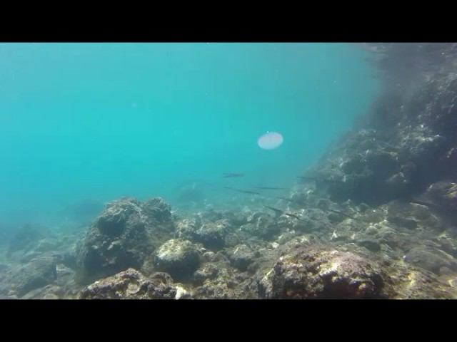 fish смотреть онлайн