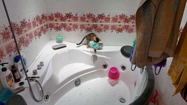 Бенгал воришка смотреть онлайн