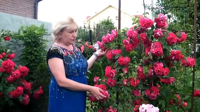 РОЗЫ, ТУИ, ХОСТЫ - ЛАНДШАФТНЫЙ ДИЗАЙН!!! УКРАШАЕМ ЗАБОРЫ/ ROSES, TUI, the host - LANDSCAPE DESIGN смотреть онлайн