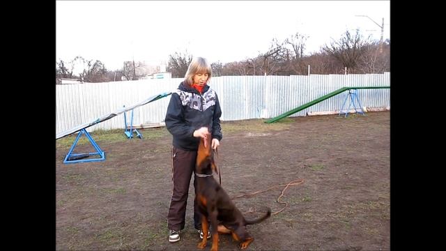 "Обучение с нуля" Урок 9. Как научить собаку выдержке. смотреть онлайн