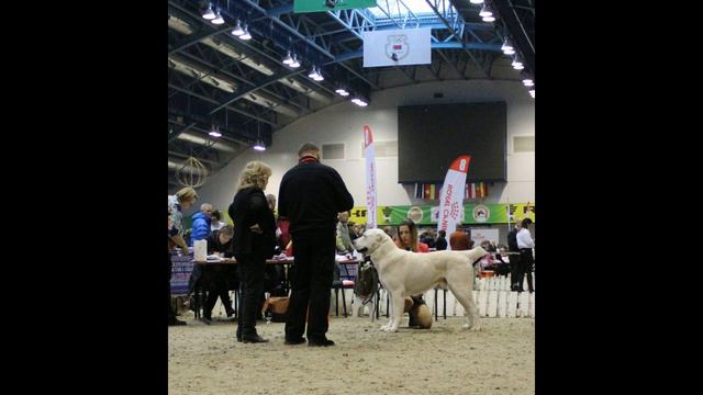 Шах Шилеле - выставка г. Чебоксары 16.02.2019 смотреть онлайн