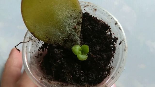 Крассула Размножение листом через 2,5 месяца смотреть онлайн