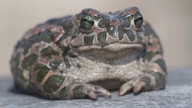 European green toad Зелёная жаба Bufo viridis смотреть онлайн