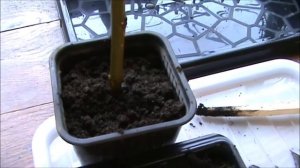 Укоренение и посадка шаровидной ивы