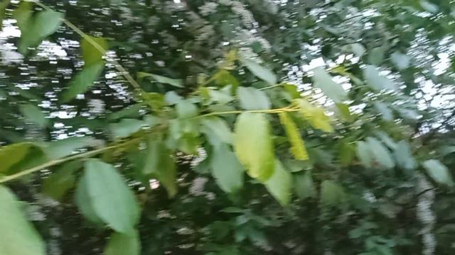 Лес-природа-красота смотреть онлайн