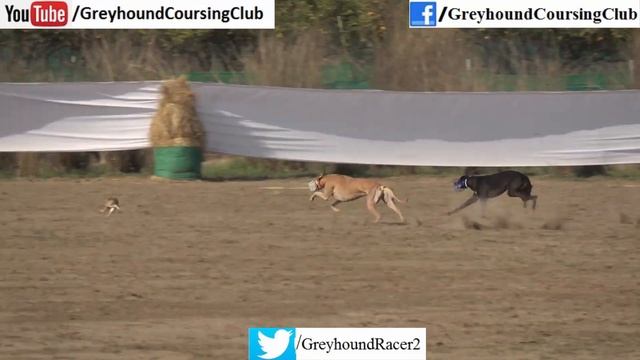racing dogs chasing rabbit смотреть онлайн