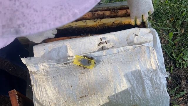 Что делать, если осенью пропала матка? смотреть онлайн