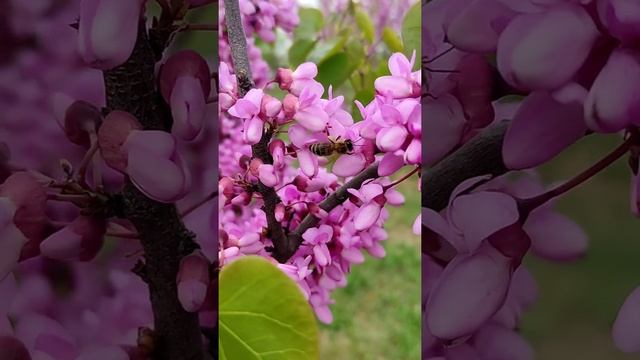 Иудино дерево/Багрянник/Церцис в цвету смотреть онлайн