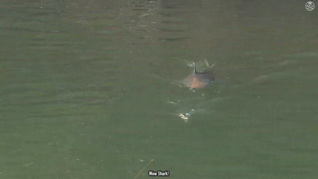 Entice The Barra - Topwater Barra action in Northern Territory, Australia with the BONE Entice 110F смотреть онлайн