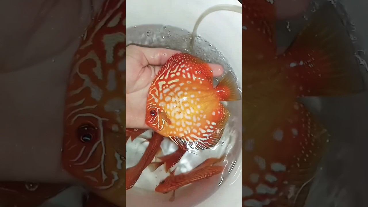 Дискусы в Ялту смотреть онлайн