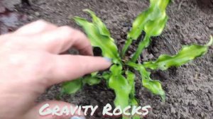 Хосты с волнистым листом...кудряшки в моем саду...#хоста#wheee#bullfrog#RippleEffect#Gravity Rocks#