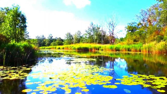Bamboo flute calming tune | @Dakumuku air tun | relaxing flute | calm flute| flute music| flute tun смотреть онлайн
